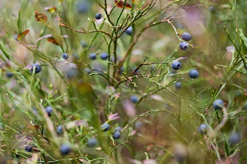 European blueberry (Vaccinium myrtillus), blueberries, Sweden, Europe