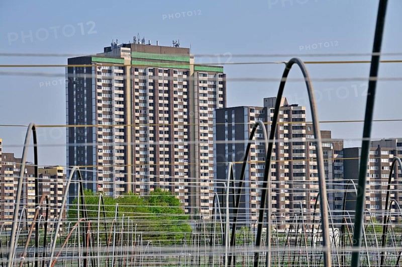 Vegetable growing, behind it the high-rise apartment blocks KoelnBerg, a socially deprived neighbourhood in the Meschenich district of Cologne, North Rhine-Westphalia, Germany, Europe