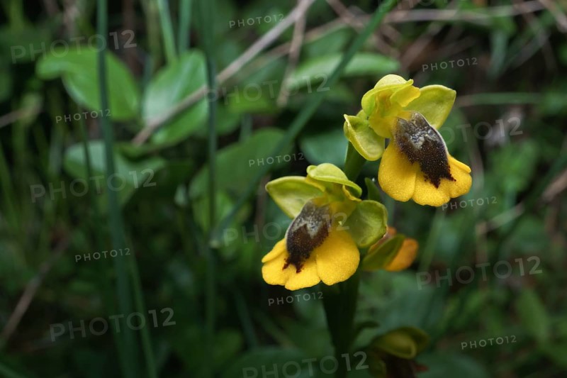 Yellow bee orchid, Ophrys lutea, growing in a green meadow of the field