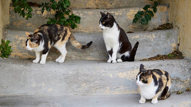 Three cats on a stone staircase, playing and paying attention to their surroundings, near Grand Master's Palace, Knights' Town, Rhodes Town, Rhodes, Dodecanese, Greek Islands, Greece, Europe