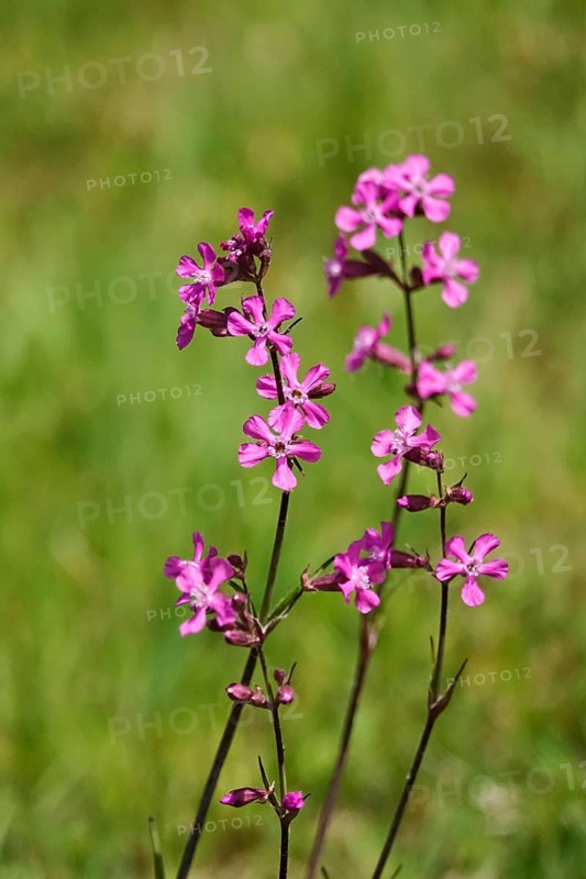 Pechnelke (Lychnis viscaria), May, Germany, Europe