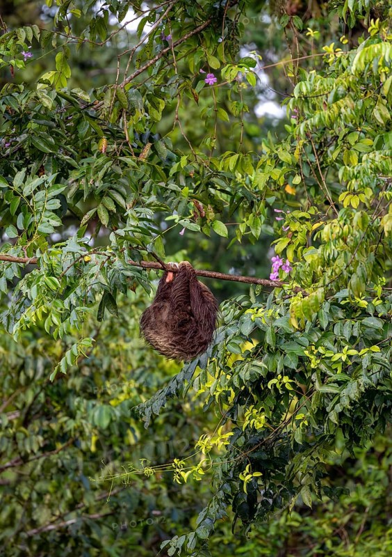 Linnaeus's two-toed sloth (Choloepus didactylus) hanging from a thin branch in a tree, Tortuguero Natinoal Park, Costa Rica, Central America