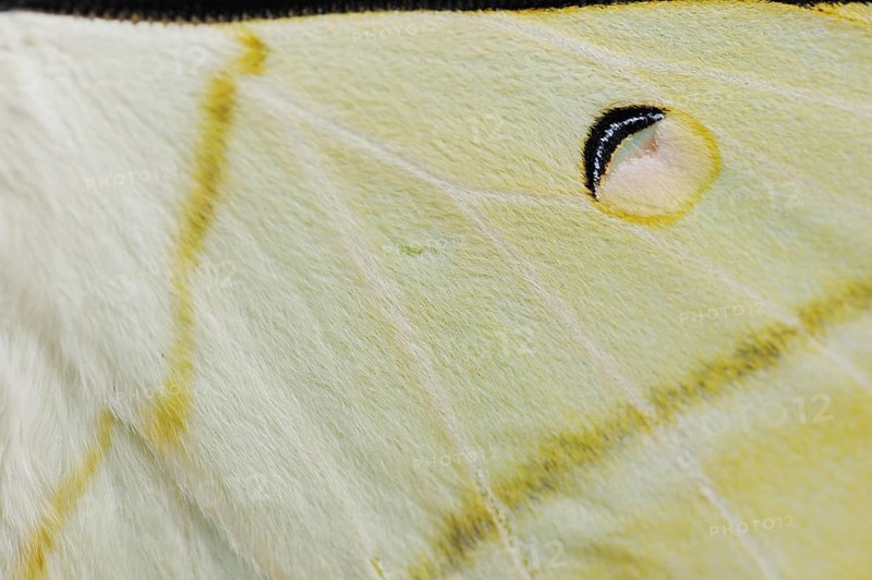 Indian luna moth (Actias selene), wing detail, captive, occurrence in Asia