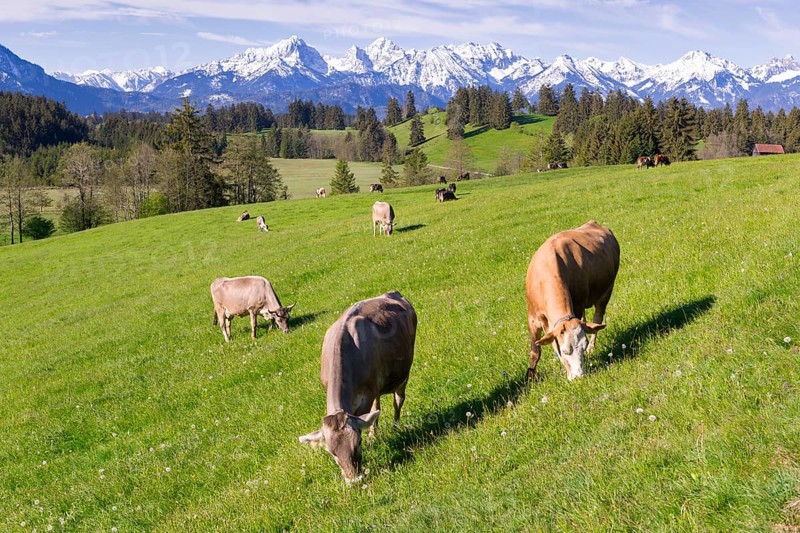 Dairy cows on a pasture, snow-covered mountains, hiking area, forest, trees, Allgaeu Alps, near Fuessen, Buching, Ostallgaeu, Allgaeu, Bavaria, Germany, Europe