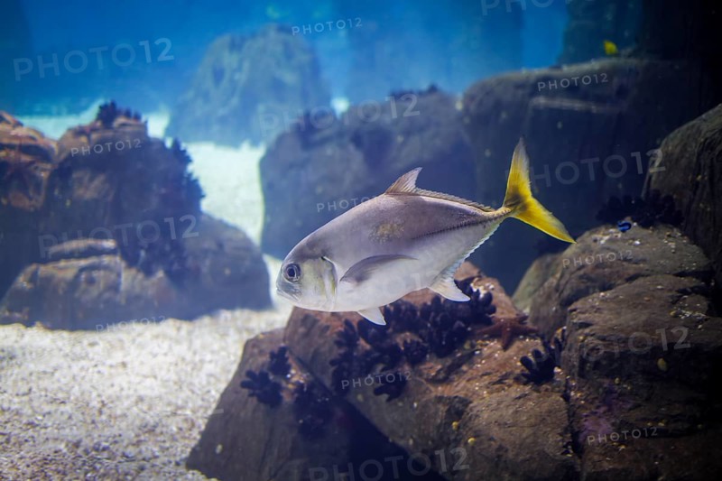 Horse eye jack Caranx latus fish aka big-eye jack underwater in sea