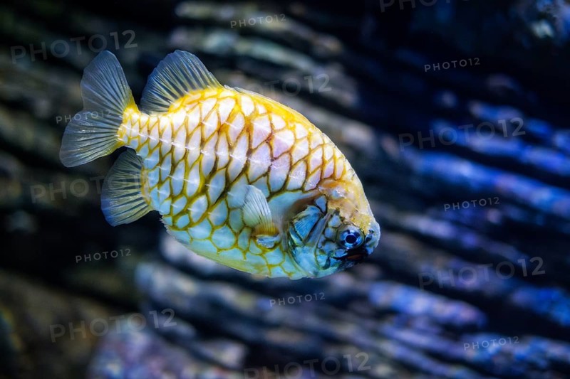 Australian pineapplefish Cleidopus gloriamaris aka mailfish fish underwater in sea