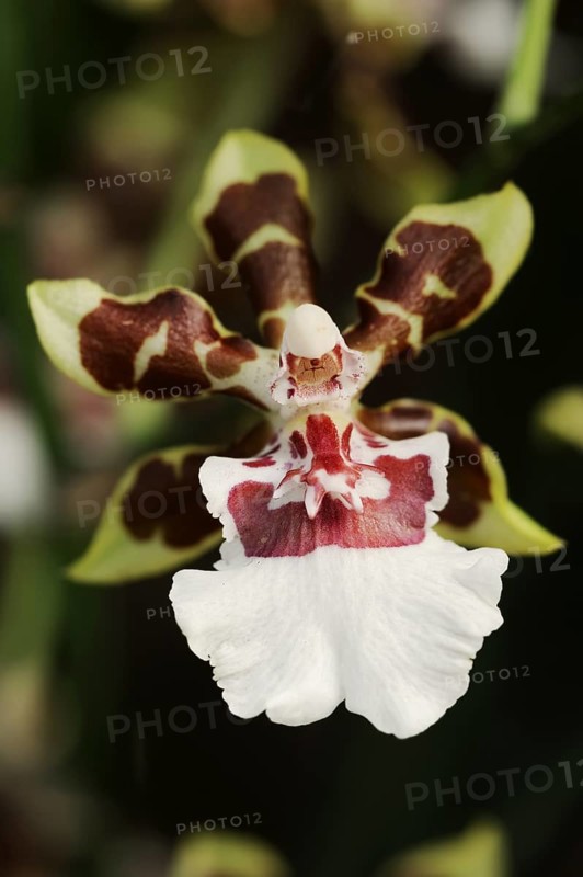 Cambria orchid (Cambria cultivar), flower, houseplant, North Rhine-Westphalia, Germany, Europe