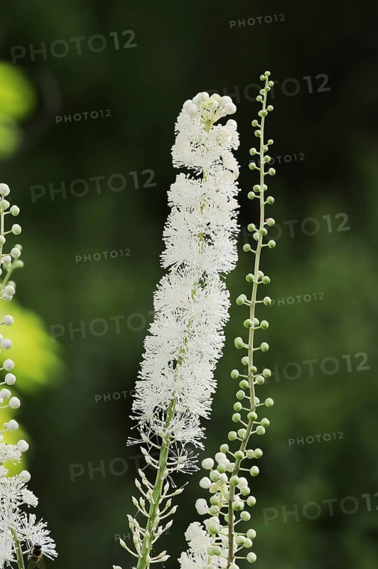 Lance primrose (Cimicifuga racemosa var.cordifolia), inflorescence, ornamental plant, North Rhine-Westphalia, Germany, Europe
