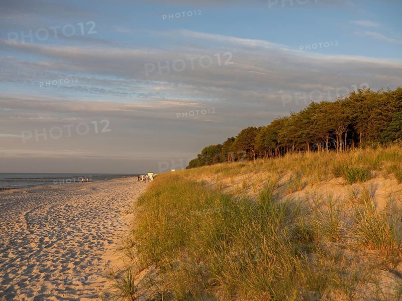 A quiet beach with sand and marram grass, next to it a forest in the evening light, lonely beach by the sea with dunes and a row of trees, zingst, germany