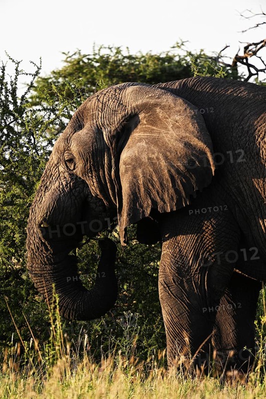 African elephant (Loxodonta africana) feeding on acacia branches, Serengeti National Park, Tanzania, Africa