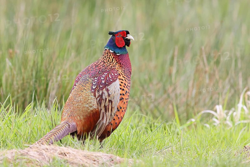Pheasant, hunting pheasant (Phasianus colchicus), adult male bird in a meadow, wildlife, Lembruch, Ochsen Moor, Duemmer nature park Park, Lower Saxony, Germany, Europe