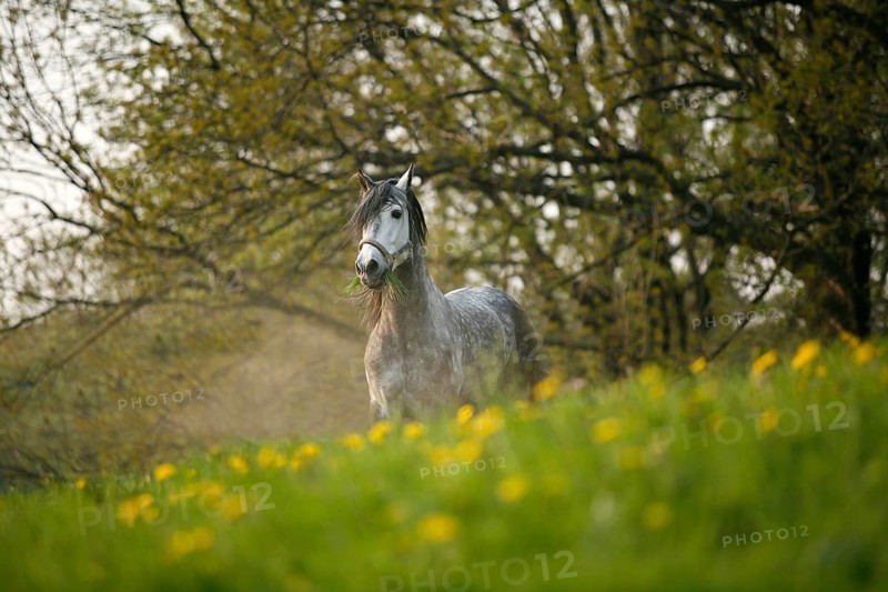 Andalusian, Andalusian horse
