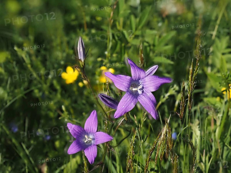 Spreading bellflower (Campanula patula), near Irdning, Ennstal, Styria, Austria, Europe