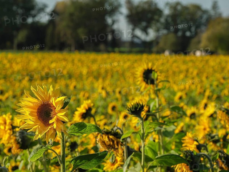 Rural sunflower field full of blooming sunflowers under a clear sky, blooming yellow sunflowers in a field with trees in the background against a blue sky, borken, germany