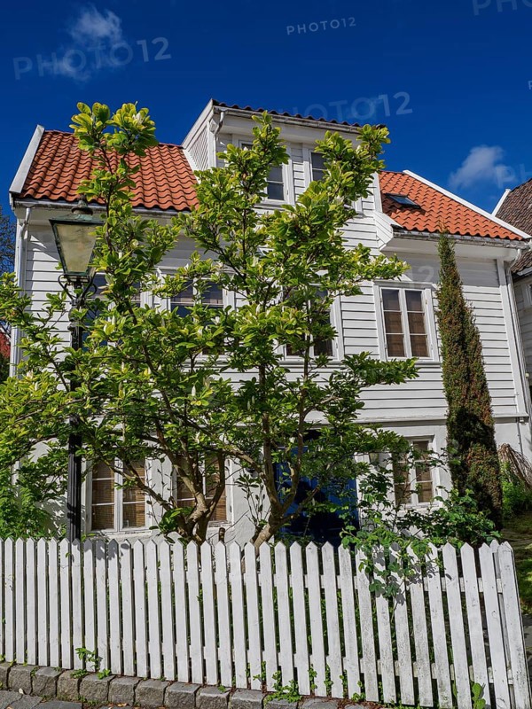 White house with red tiled roof and green tree in front garden, peaceful atmosphere in sunshine, white wooden houses with red roof against blue sky, trees and white fences along the street, stavanger, norway
