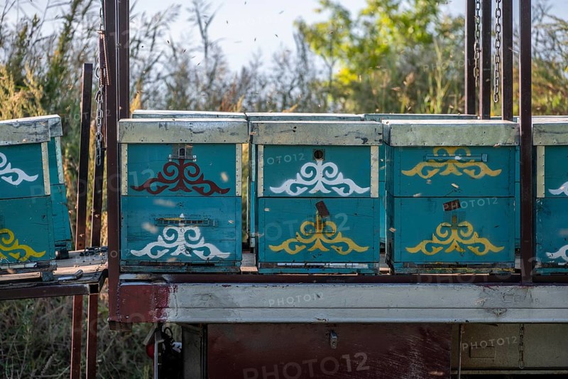 Colourfully painted beehives in a row, beekeeper, Kyrgyzstan, Asia