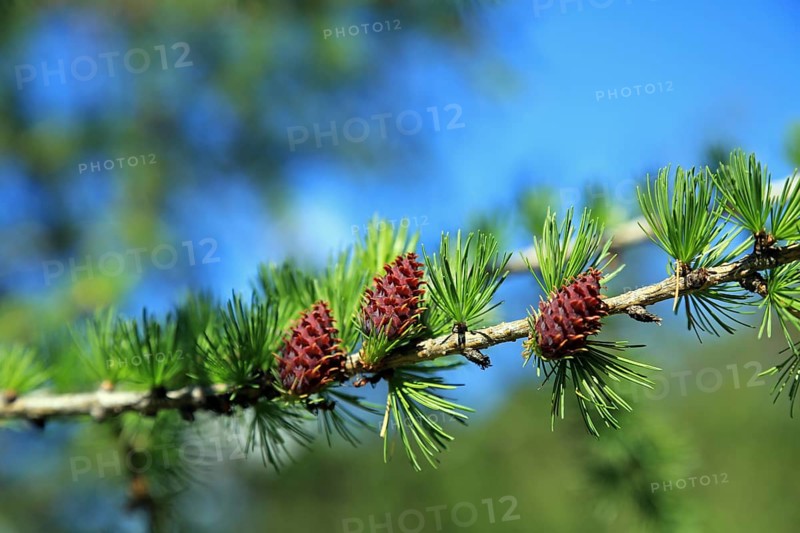 Larch (Larix), branch, detail