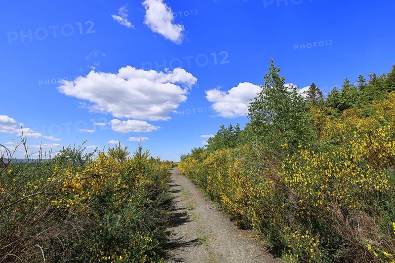 Forest path leads through a forest area destroyed by the bark beetle (Ips typographus) and overgrown by broom (Genista), flowering gorse against a blue sky, landscape, Wilnsdorf, North Rhine-Westphalia, Germany, Europe