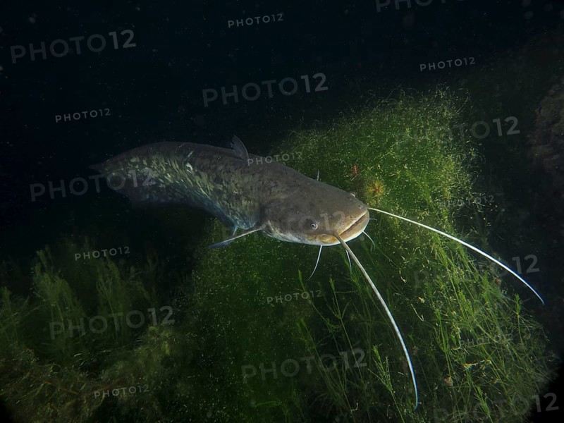 A catfish, Waller (Silurus glanis) swims over the bottom of a clear body of water with green plants. Dive site Zollbruecke, Rheinau, Canton Zurich, Rhine, High Rhine, Switzerland, Germany, Europe