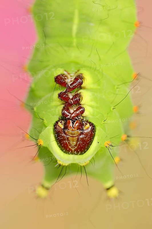 Indian luna moth (Actias selene), caterpillar, captive, occurrence in Asia