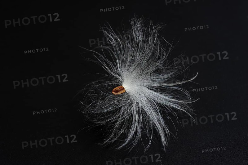 Common milkweed (Asclepias syriaca), flying seeds, ornamental plant, native to North America