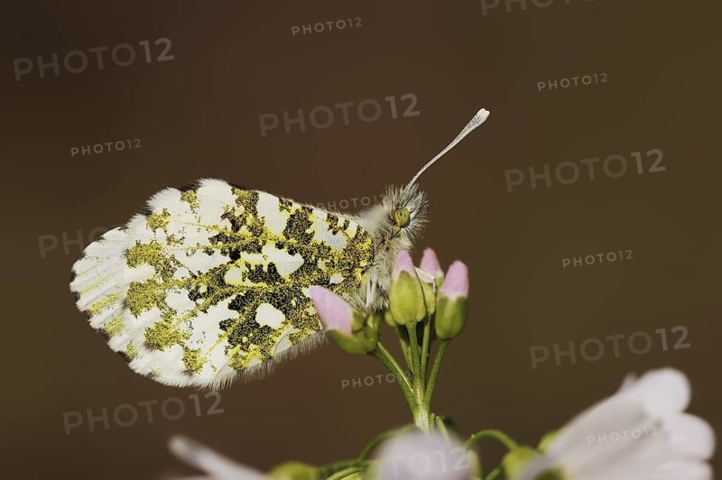 Orange tip (Anthocharis cardamines) on cuckoo flower (Cardamine pratensis), North Rhine-Westphalia, Germany, Europe