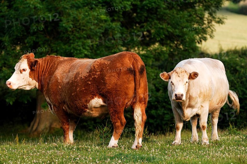 Two cows in a meadow, one brown and one white, Netherseal, South Derbyshire, England, Great Britain