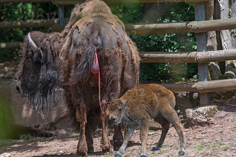 American Bison with young (Bos bison bison) still with the afterbirth, shortly after the birth of the young, Tiergarten, Nuremberg, Middle Franconia, Bavaria, Germany, Europe