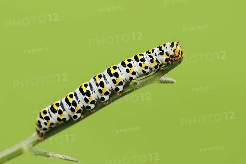 Brown-root monk (Shargacucullia scrophulariae), caterpillar, North Rhine-Westphalia, Germany, Europe