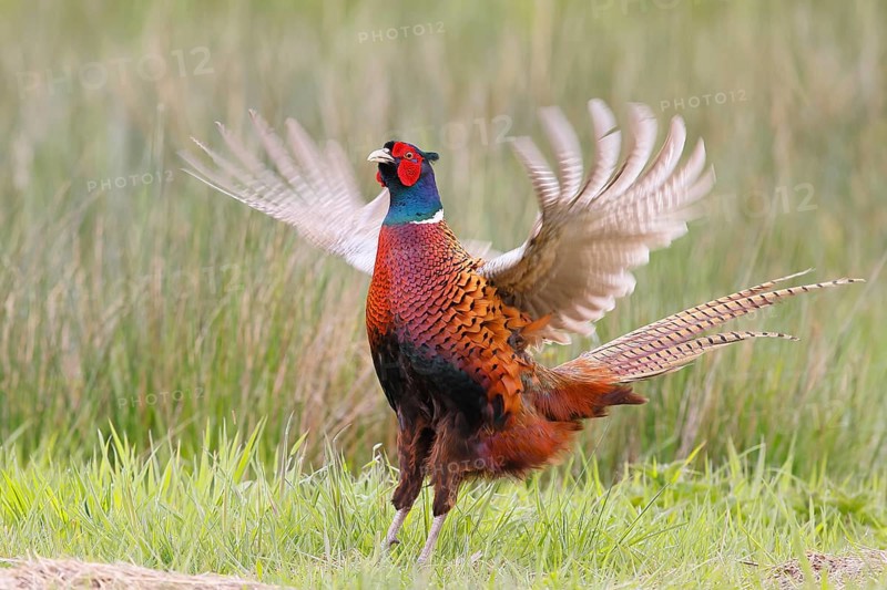 Pheasant, hunting pheasant (Phasianus colchicus), adult male bird flapping its wings in a meadow, Wildlife Lembruch, Ochsen Moor, Duemmer nature park Park, Lower Saxony, Germany, Europe