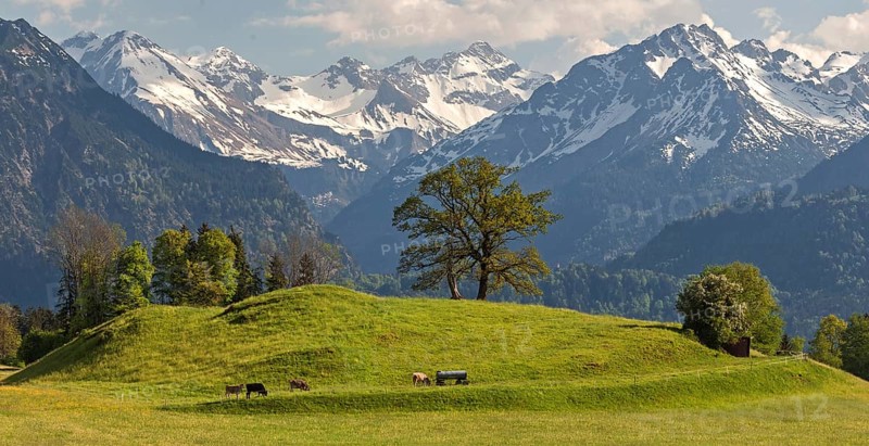 Group of trees with cattle in spring, snow-covered mountains of the Allgaeu Alps in the background, near Schoellang, Oberallgaeu, Allgaeu, Bavaria, Germany, Europe