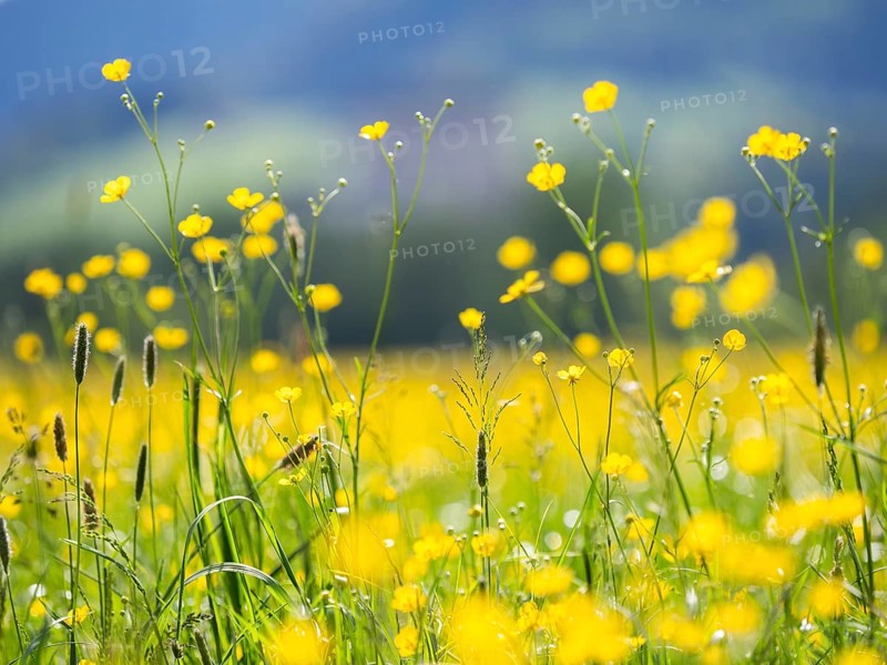 Meadow with tall buttercups (Ranunculus acris), buttercup, common buttercup, near Irdning, Ennstal, Styria, Austria, Europe