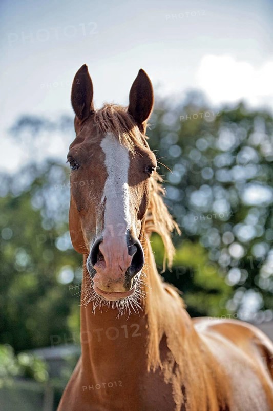 Hanoverian, Portrait