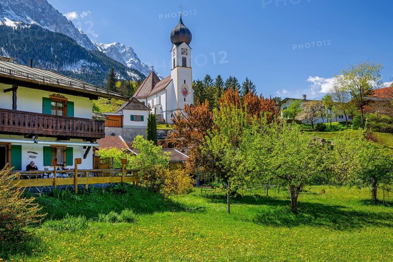 Spring meadow with blossoming trees and parish church in front of the Zugspitze 2962m in the Wetterstein mountains, Zugspitz village Grainau, Werdenfelser Land, Bavarian Alps, Upper Bavaria, Bavaria, Germany, Europe