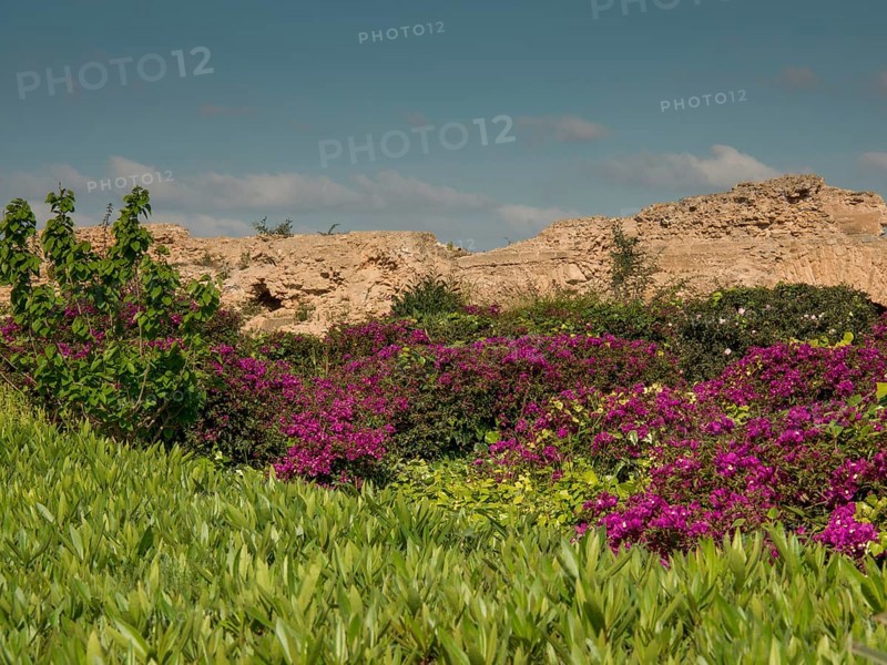 Blooming purple plants surrounded by green in front of ancient ruins in bright weather, Purple flowers green plants in front of historical ruins and blue sky, Tunis, Tunisia, Africa