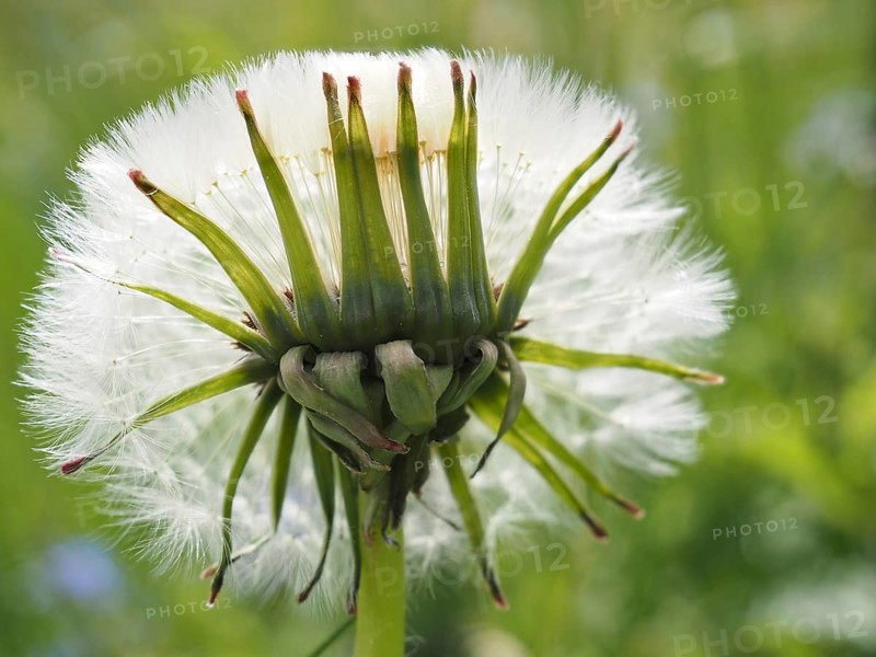Common dandelion (Taraxacum officinale), dandelion, close-up with focus stacking, St. Jakob im Walde, Joglland, Styria, Austria, Europe