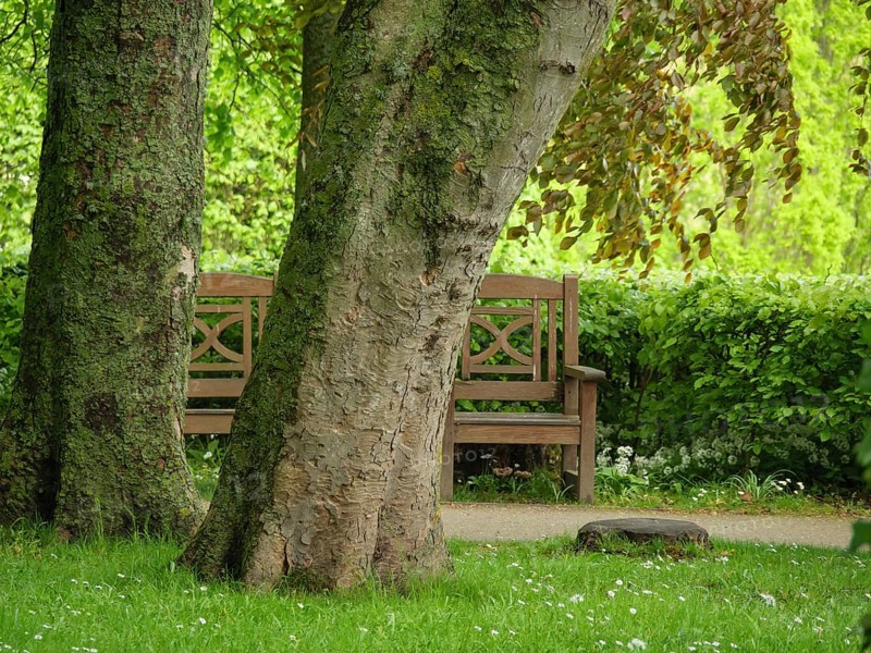 A wooden bench stands behind two large trees in a green park, small footpath between green trees, newcastle, England, Great Britain