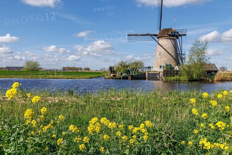 Landscape with windmill and yellow flowers on the river bank under a blue sky, many historic windmills on a river in the middle of fields, Kinderdijk, Netherlands
