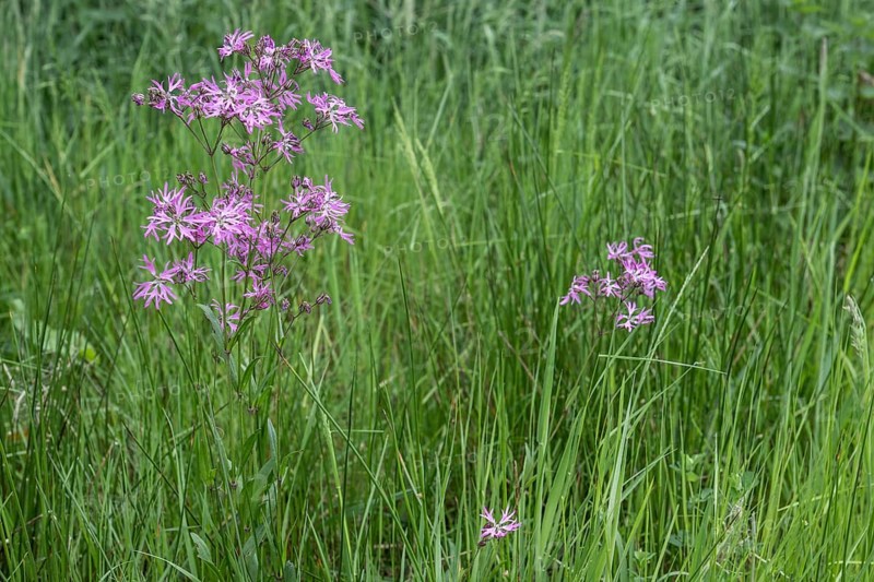 Cuckoo flower (Lychnis flos-cuculi), Emsland, Lower Saxony, Germany, Europe