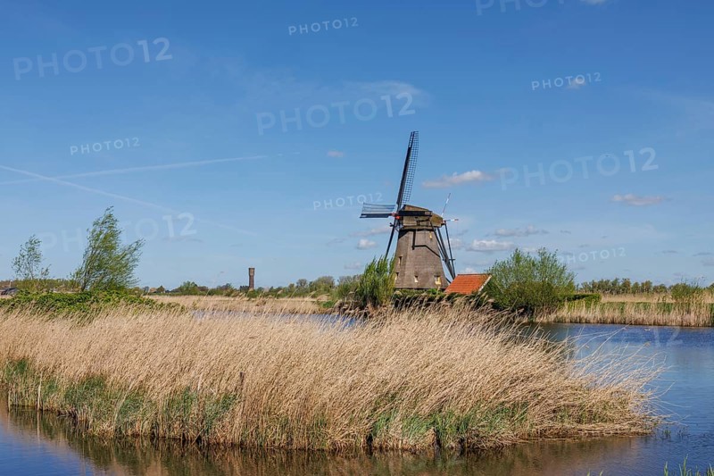 A windmill stands on the riverbank, grass and reeds surround the scene under a blue sky, many historic windmills on a river in the middle of fields, Kinderdijk, Netherlands