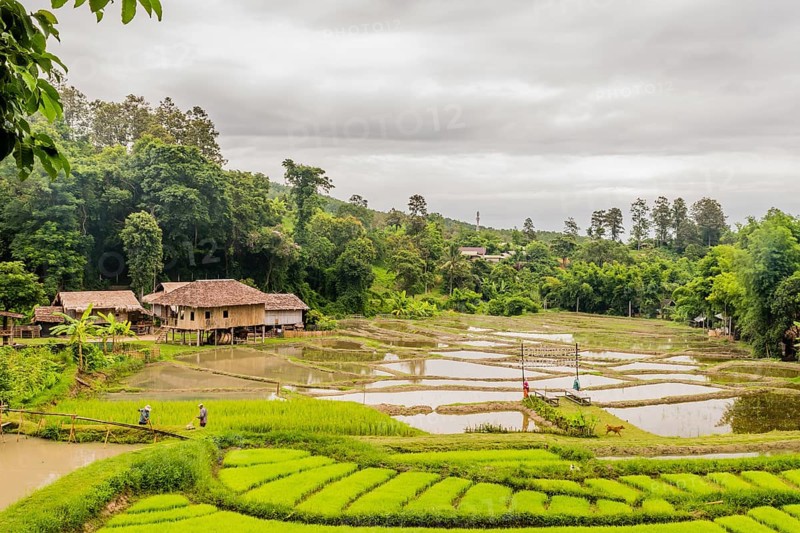 Landscape of Five Hill Tribes Village house and rice paddies with unidentified people working in the fields in Thailand