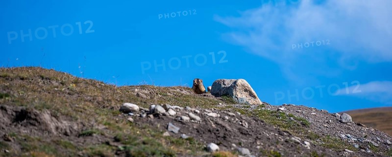 Gray marmot (Marmota baibacina) looking out of its hole, Sary Tash valley, Kyrgyzstan, Asia