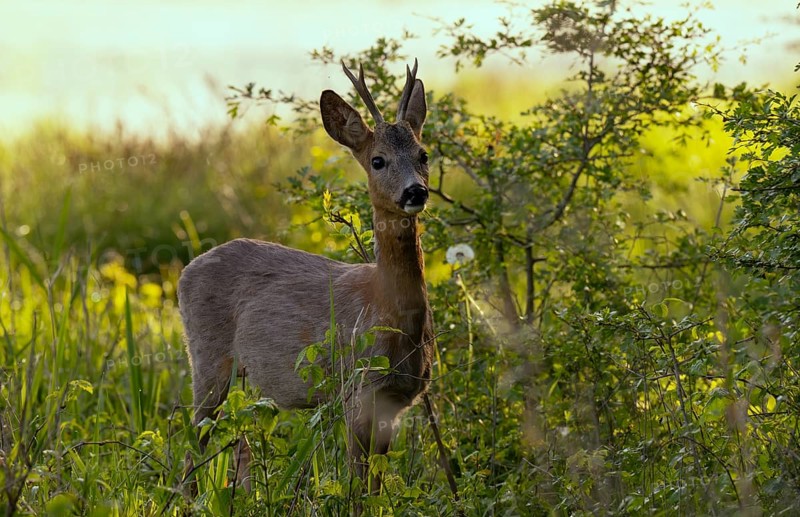 Roebuck (Capreolus capreolus), meadow, Lower Austria
