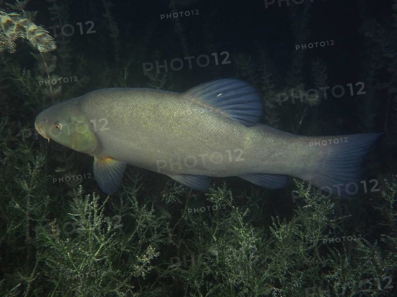 A tench (Tinca tinca) glides majestically through the underwater greenery at night. Dive site Grosser Parkplatz, Herrliberg, Lake Zurich, Canton Zurich, Switzerland, Europe