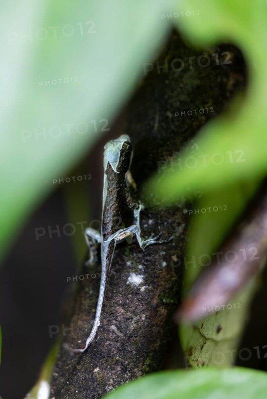 Anolis (Anolis) shedding its skin, sitting on a branch, between leaves, Tortuguero National Park, Costa Rica, Central America