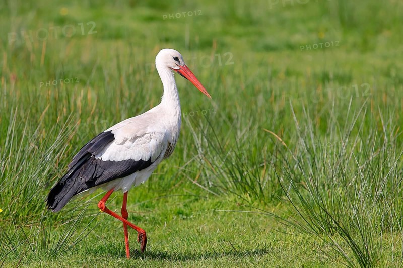 White stork (Ciconia ciconia) standing in a wet meadow, Ochsenmoor on Lake Duemmer, Lower Saxony, Germany, Europe