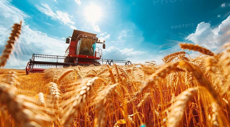 Combine harvester. collecting harvest of rye and wheat, Agriculture grain farming concept, AI generated