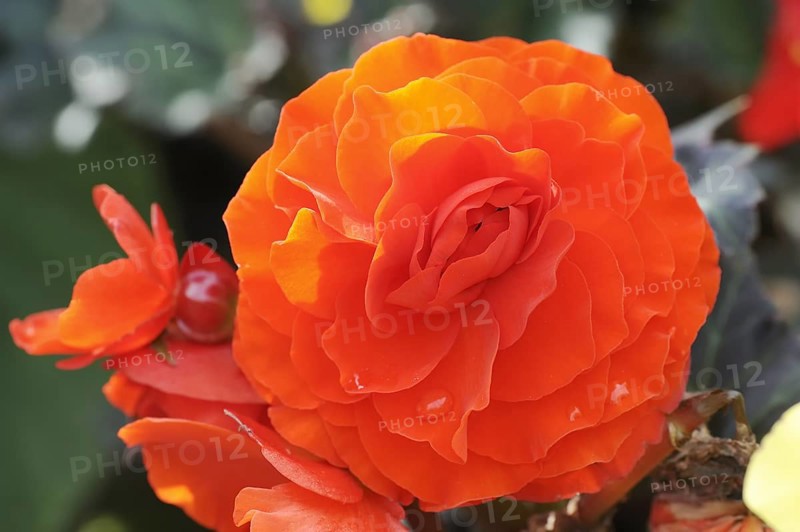 Tuberous begonia (Begonia x tuberhybrida), flower, ornamental plant, North Rhine-Westphalia, Germany, Europe