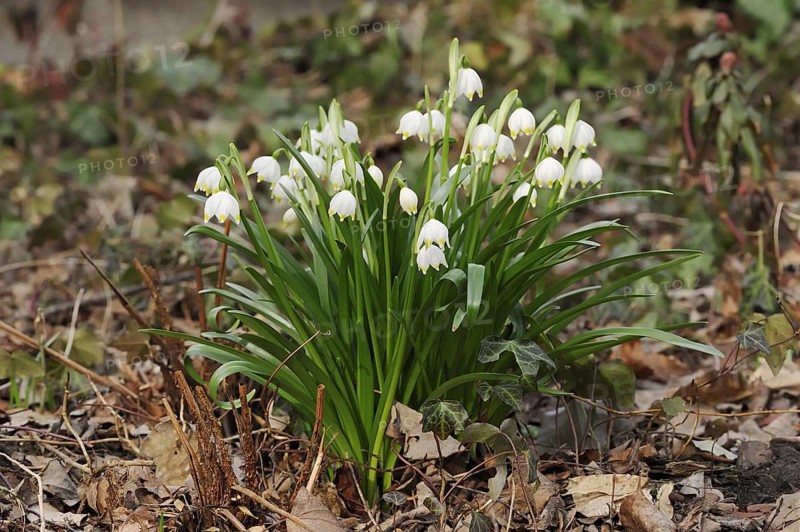 Spring snowflake (Leucojum vernum), North Rhine-Westphalia, Germany, Europe