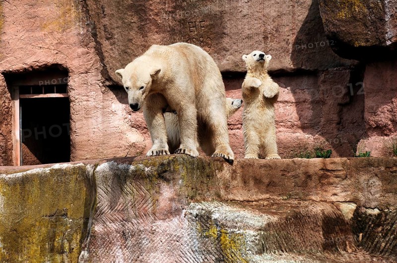Polar bear mother with two young polar bears (Ursus maritimus) . Nuremberg Zoo, Am Tiergarten 30, Nuremberg, Middle Franconia, Bavaria, Germany, Europe